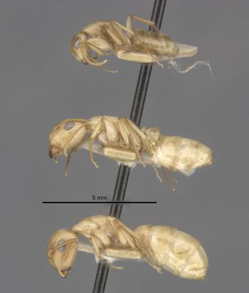 Media type: image;   Entomology 21581 Aspect: habitus lateral view